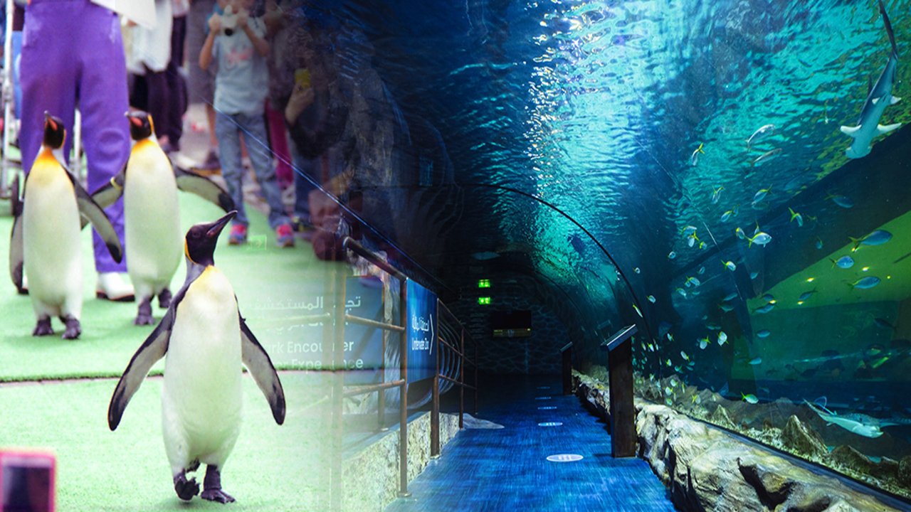 Underwater Zoo And Penguin Cove