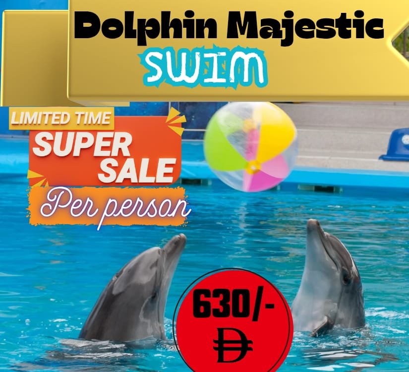 Dolphin Majestic Swim