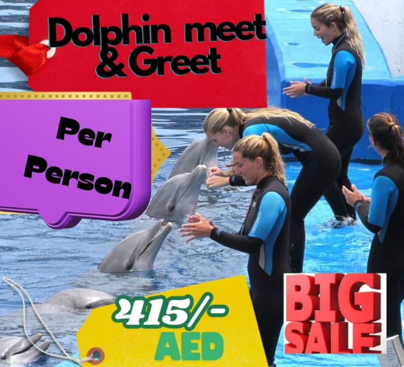 Dolphin Meet and Greet
